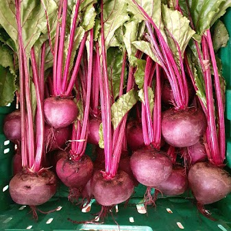 Barbabietola