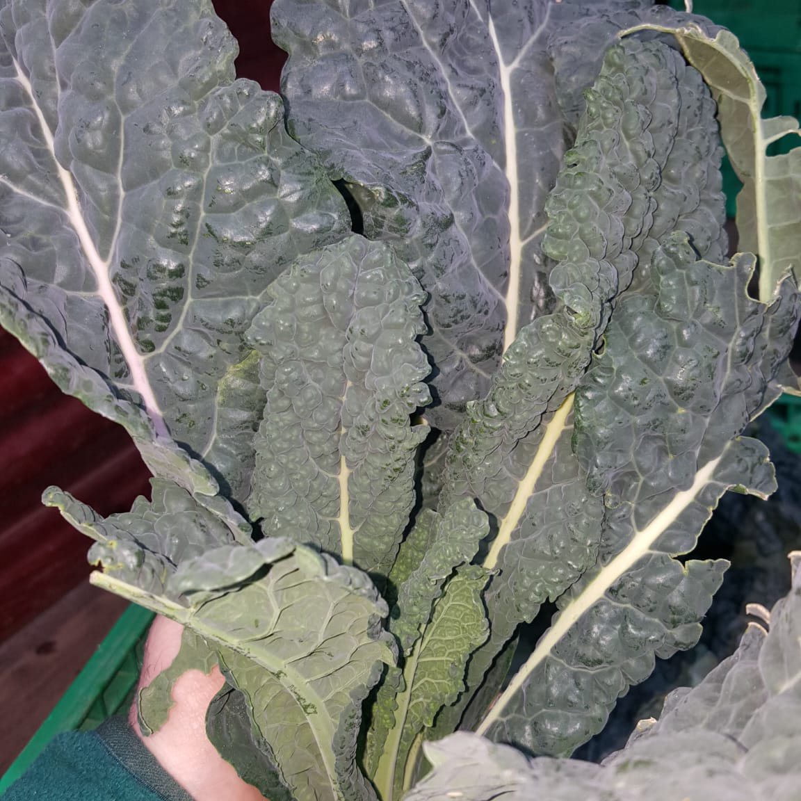 Cavolo nero