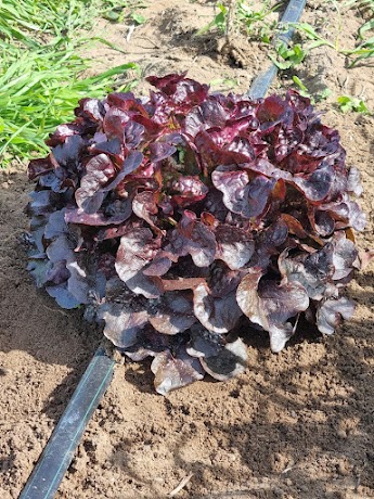 Lattuga foglia di quercia rossa
